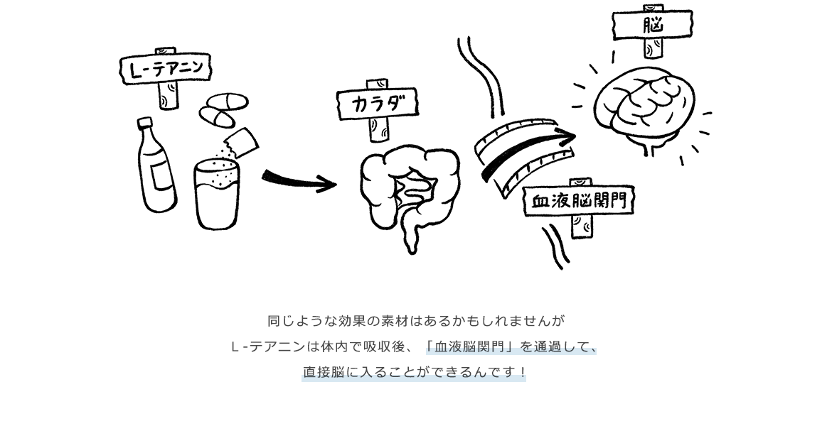 同じような効果の素材はあるかもしれませんがＬ‐テアニンは体内で吸収後、「血液脳関門」を通過して、直接脳に入ることができるんです！