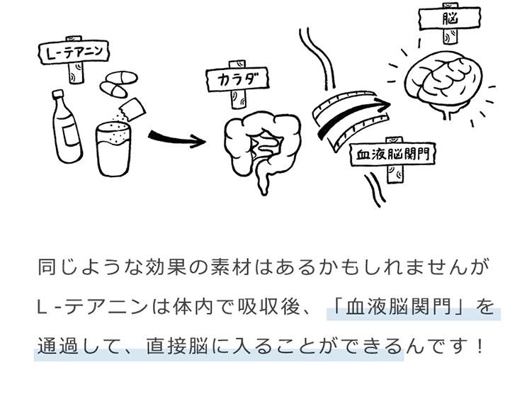 同じような効果の素材はあるかもしれませんがＬ‐テアニンは体内で吸収後、「血液脳関門」を通過して、直接脳に入ることができるんです！